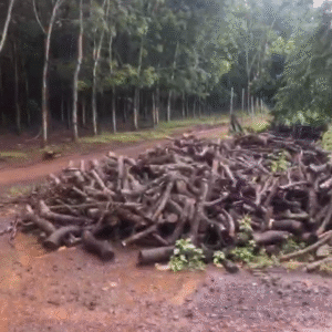 BÁN QUỸ ĐẤT 100HA PHÚ RIỀNG – BÌNH PHƯỚC